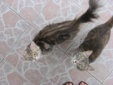 Petite pr&eacute;sentation